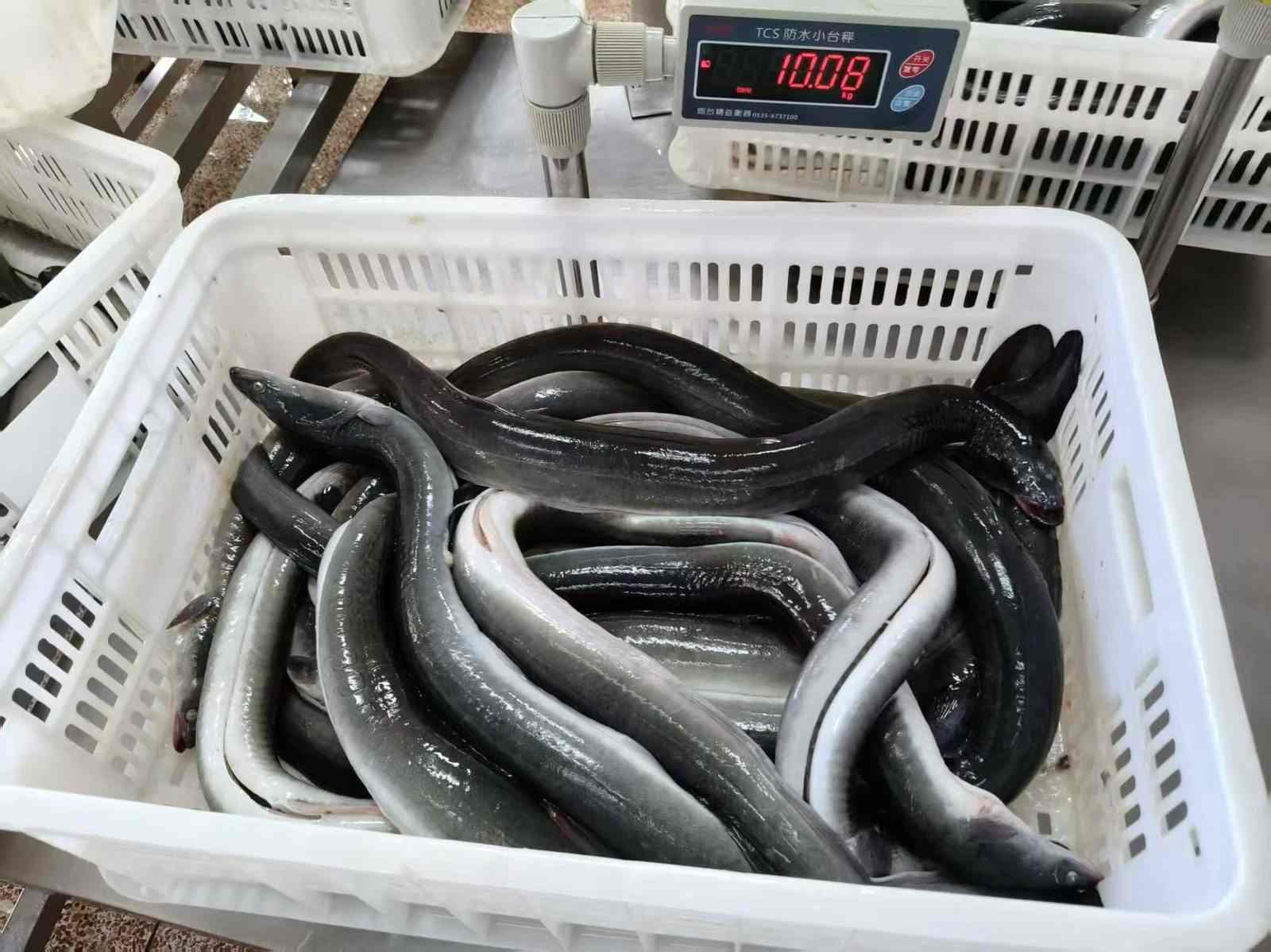 Grading & weighing — eels sorted by size grade
