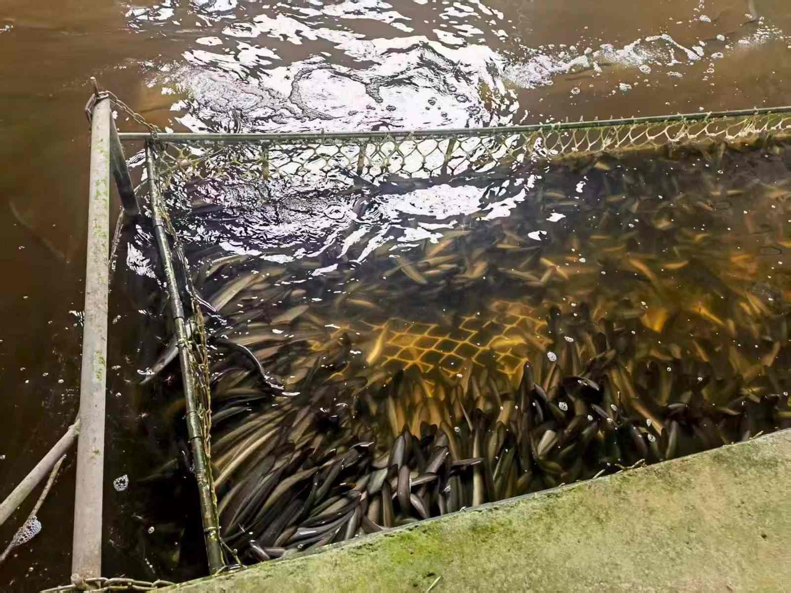Farming — eels raised in flowing spring-water farms