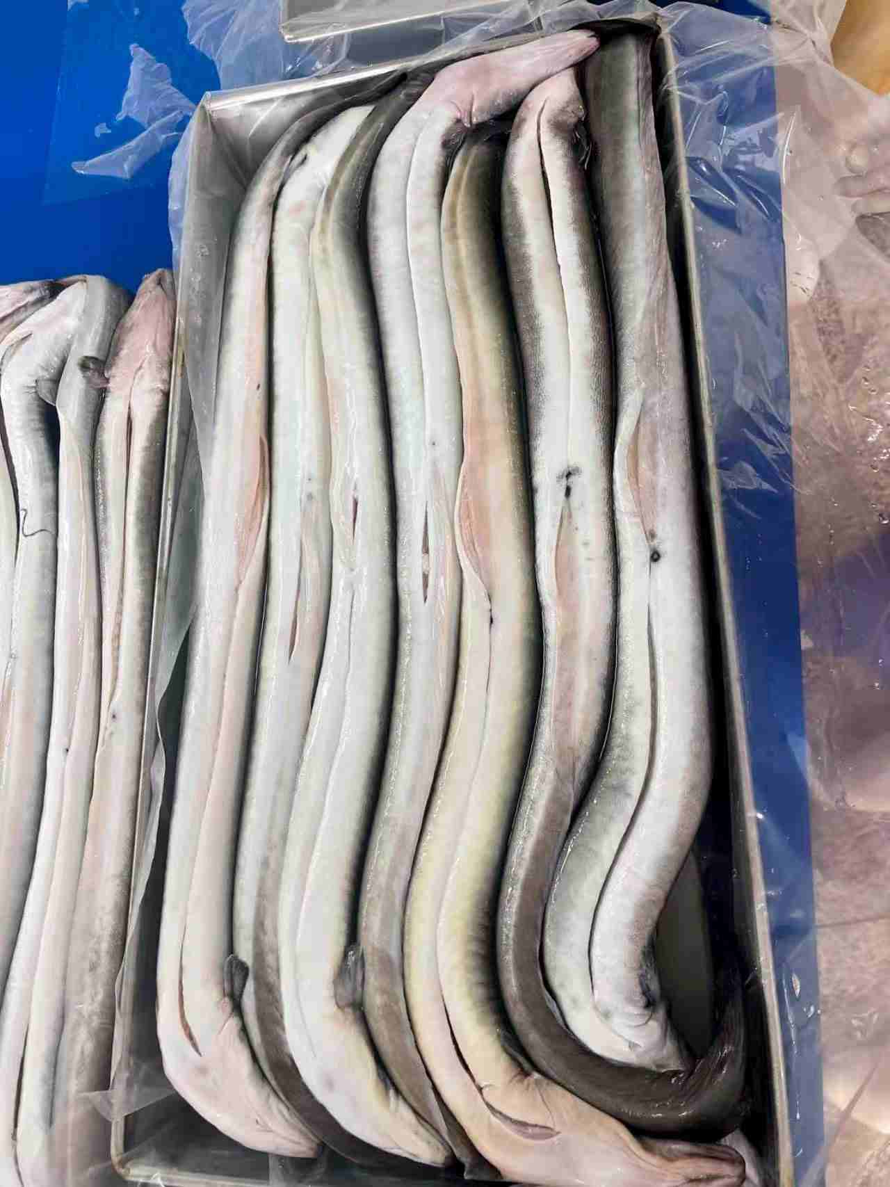 Frozen gutted eel, graded and packed in bulk