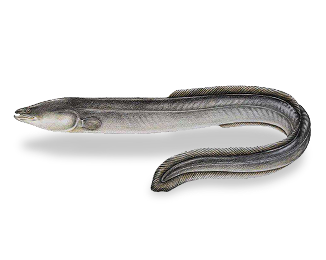 Freshwater Eel