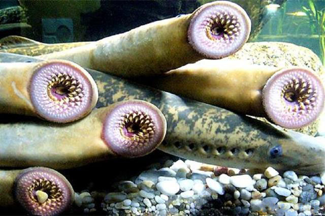 Slime eel with amazing skin