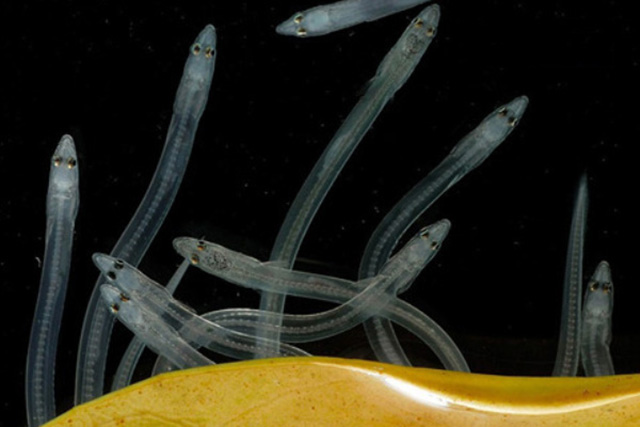   What is a glass eel? | Eelpro.,Co Ltd