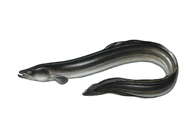 how do eels reproduce artificially?