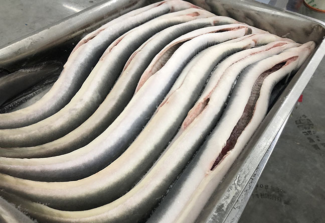 Frozen Eel