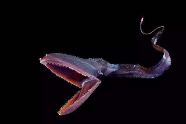 gulper eels-A strange-looking deep-sea creature