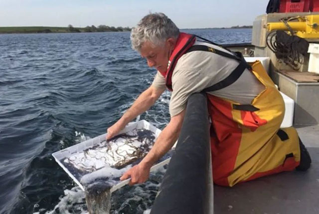 How can the Netherlands recover its eel population