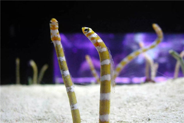 What should I pay attention to when raising garden eels