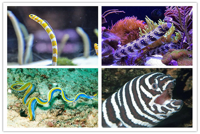 Introduce you to moray eels