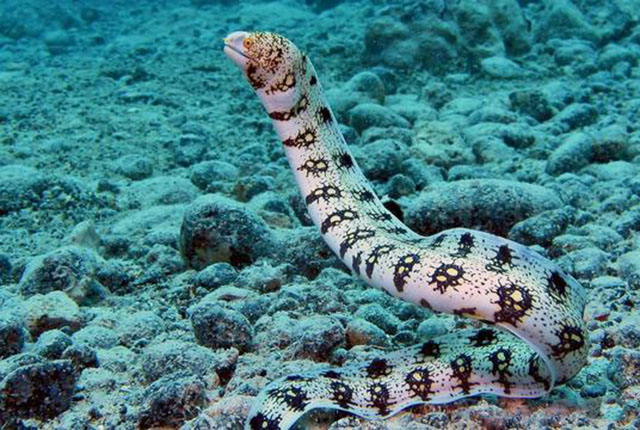 Snowflake moray eels are able to catch and swallow prey without water