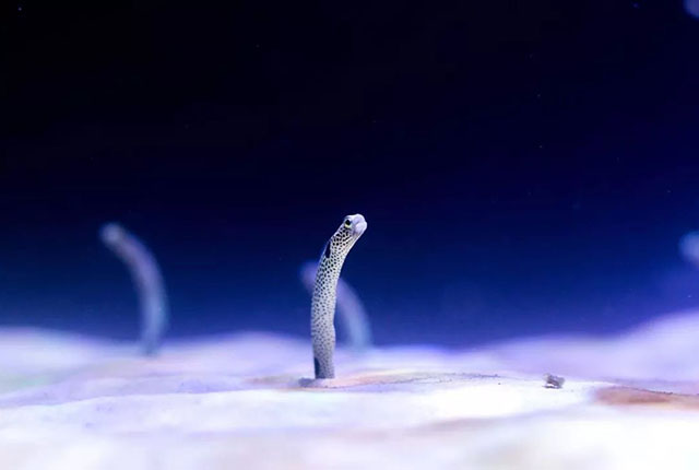 Garden eels like to hide in the sand