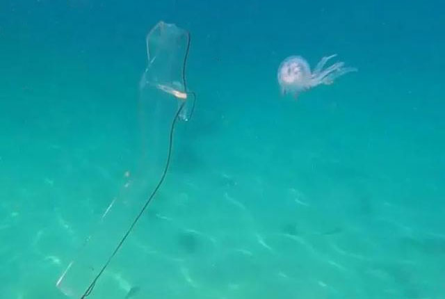 Transparent ribbon eels found off South Africa
