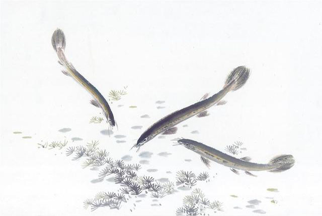 Eel history in China and Japan