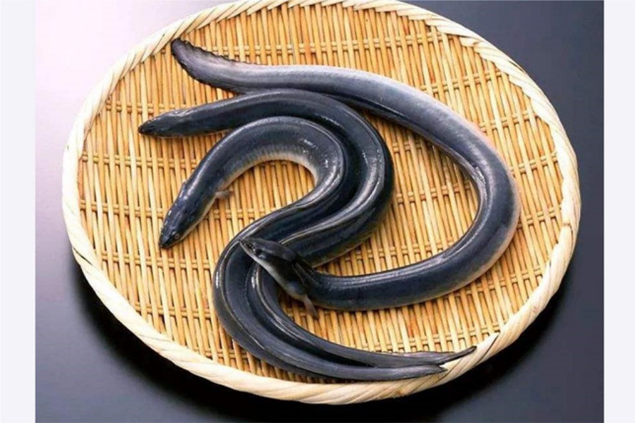 If You Were an Eel, Which Type Would You Want to Be?