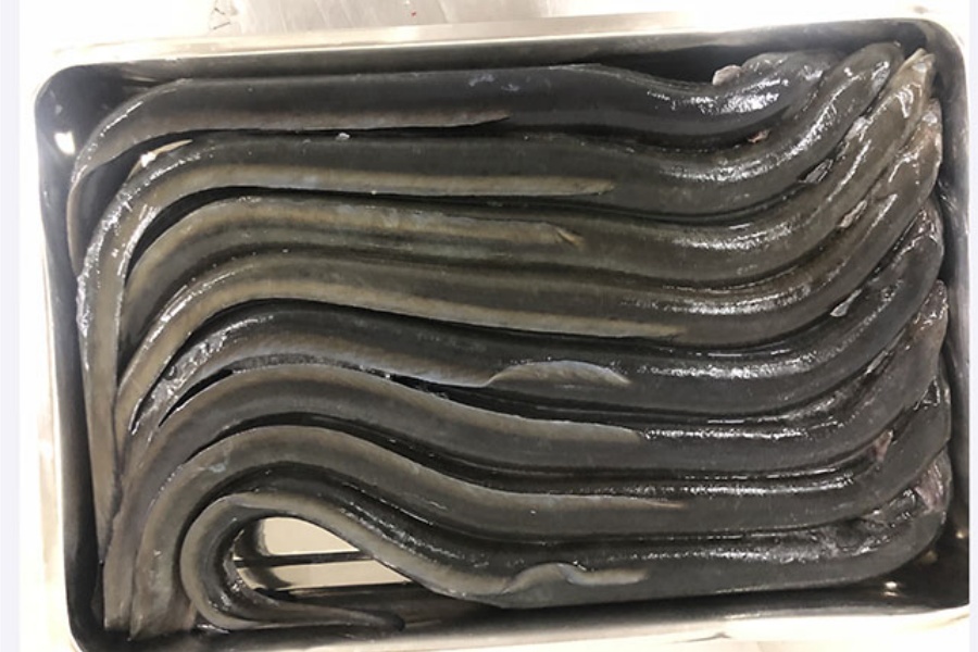 How to Thaw Frozen Eel? Can You Refreeze It?
