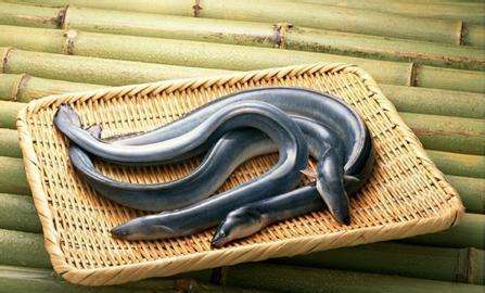 american eel
