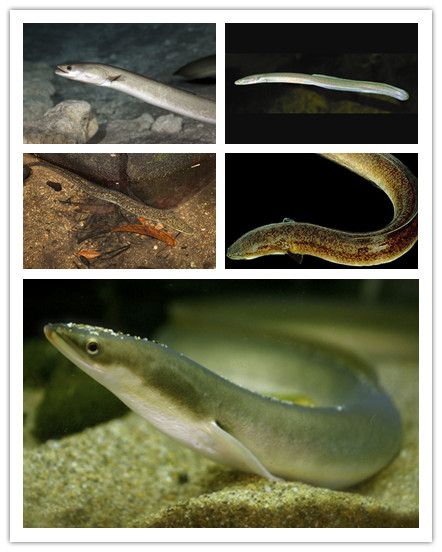 species of freshwater eels