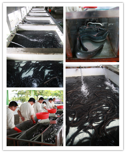 japanese eel sorting 