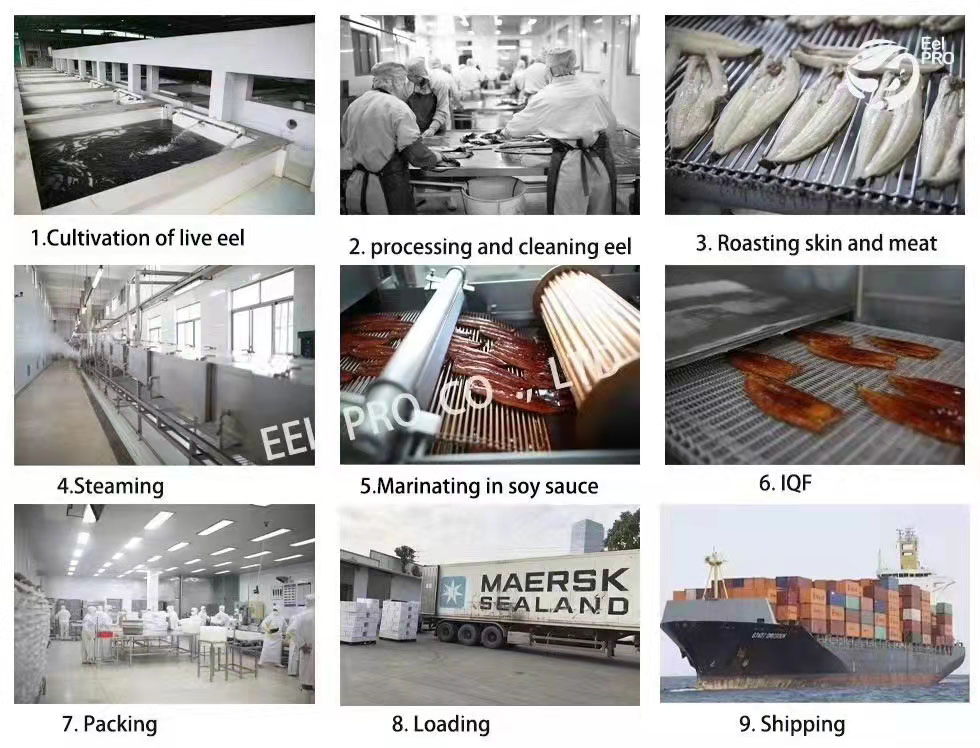 eel production process 