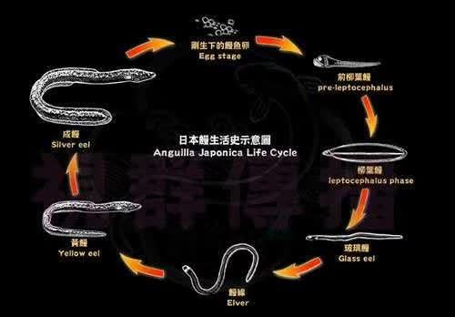 鳗鱼生活周期.jpeg