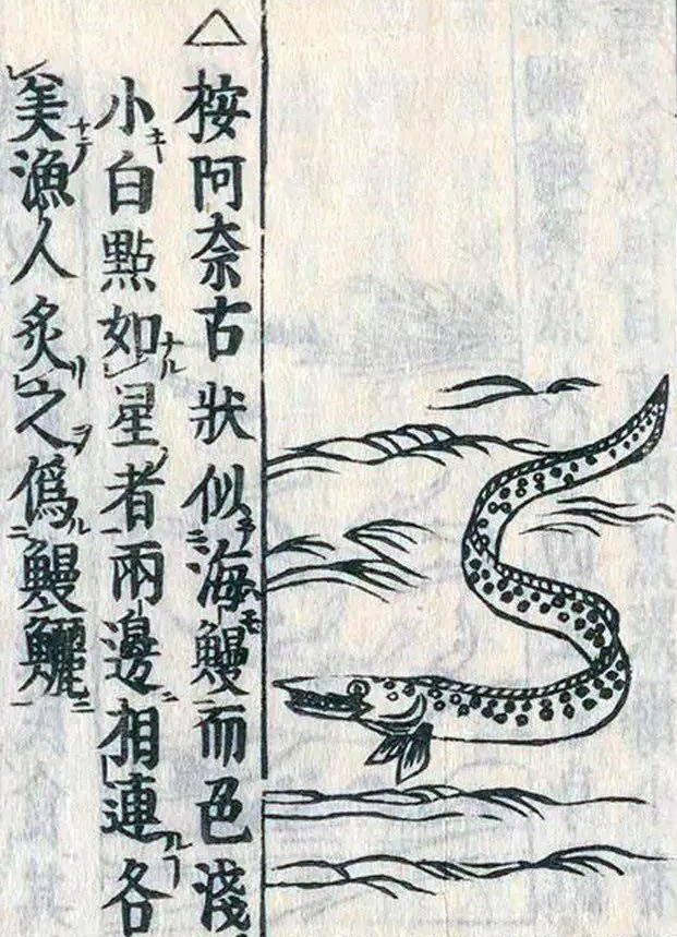 conger eel history