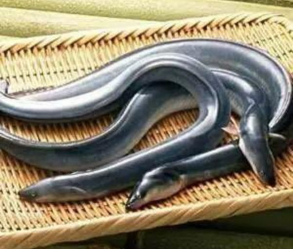 silver eel