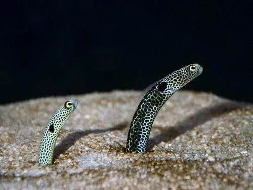 lovely garden eel