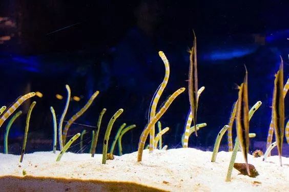 A colony of garden eels