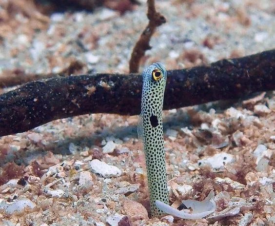 Panic garden eel