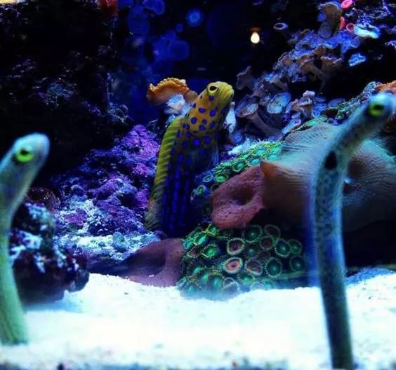 Garden eels in an aquarium