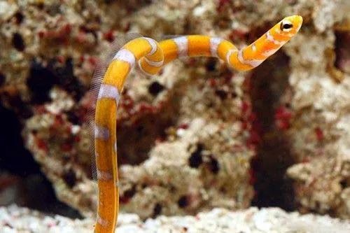 amazing garden eel