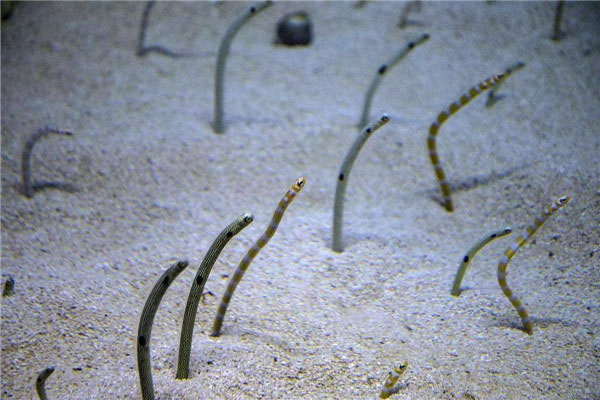 Frightened garden eels