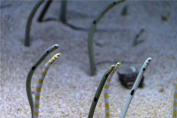 yellow garden eel