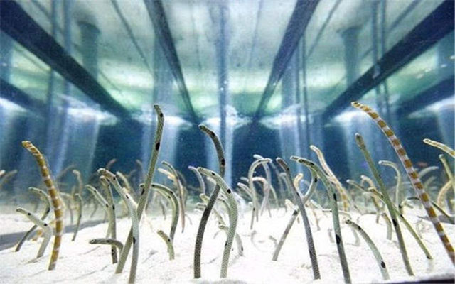 A colony of garden eels