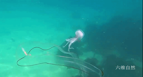 ribbon eel swim with jellyfish 