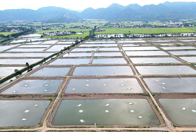 Eel farming in China