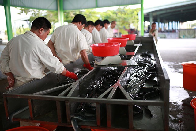 eel sorting