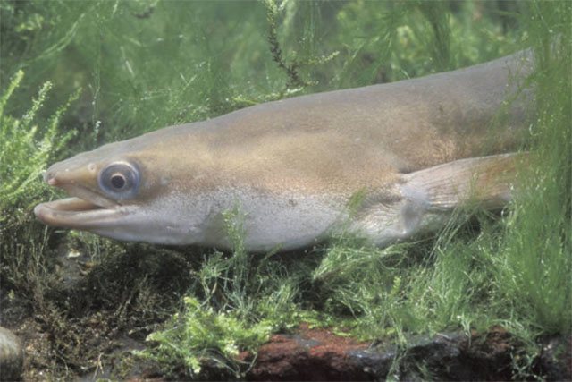 european eel with sea grass 