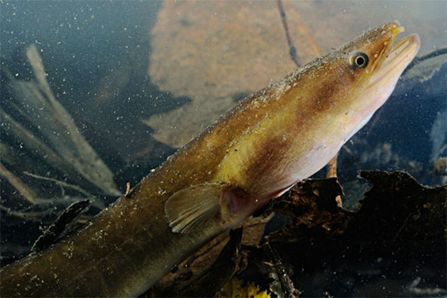 european eel