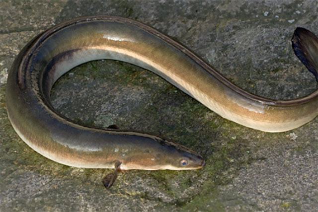adult european eel