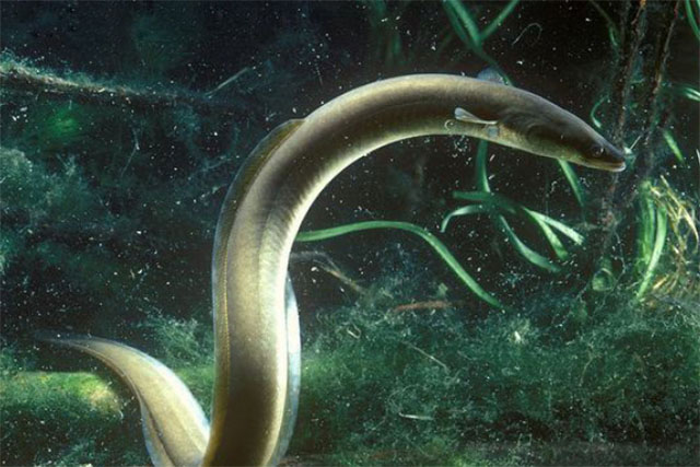 european eel swims 